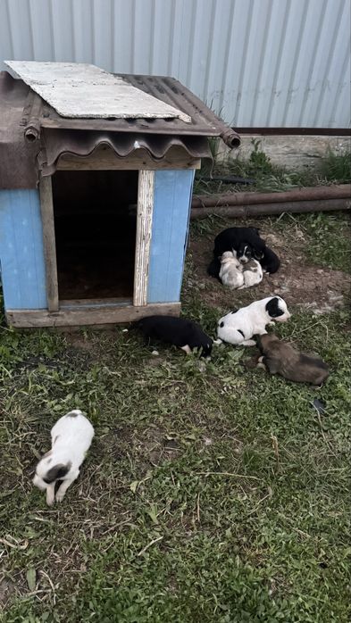 Отдам щенят в хорошие руки