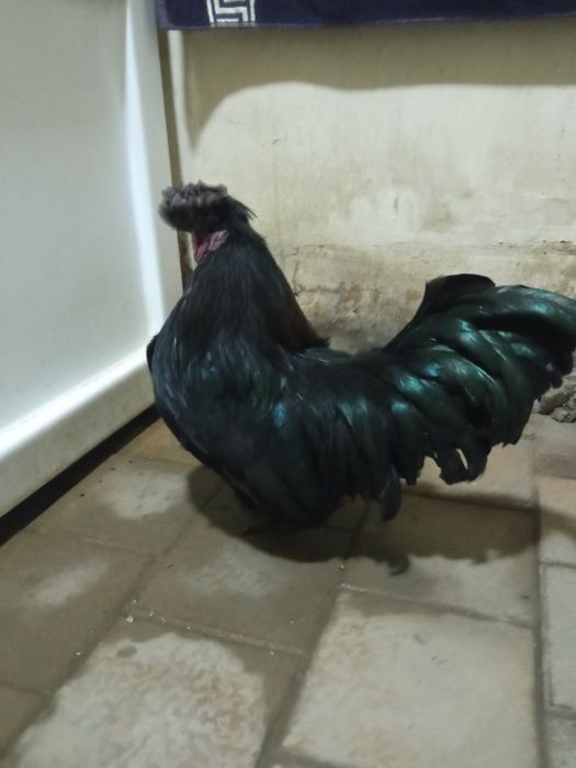 Yapon xoʻrozla sotiladi