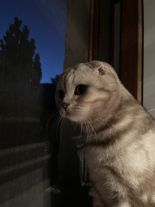 Шотландский вислоухий кот