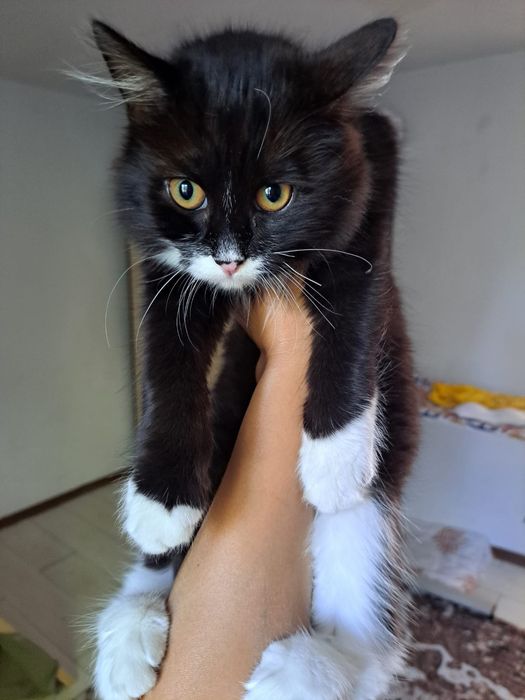 Отдам домашнию кошку в добрые руки.