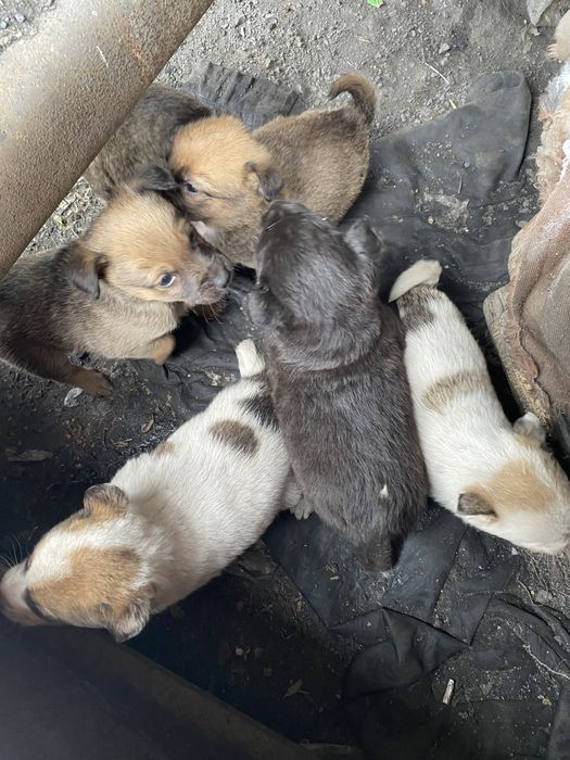 Щенята ищут дом .