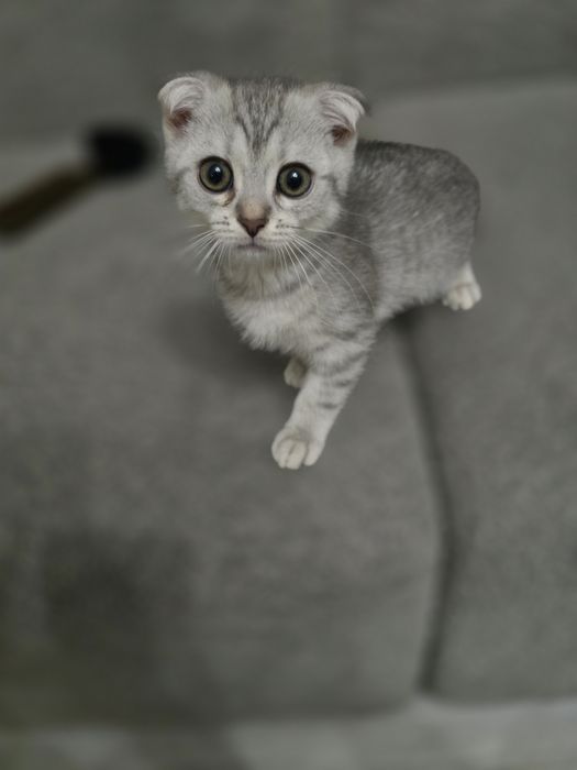 Shotland quloqdor mushukchasi (Scottish Fold) sotiladi