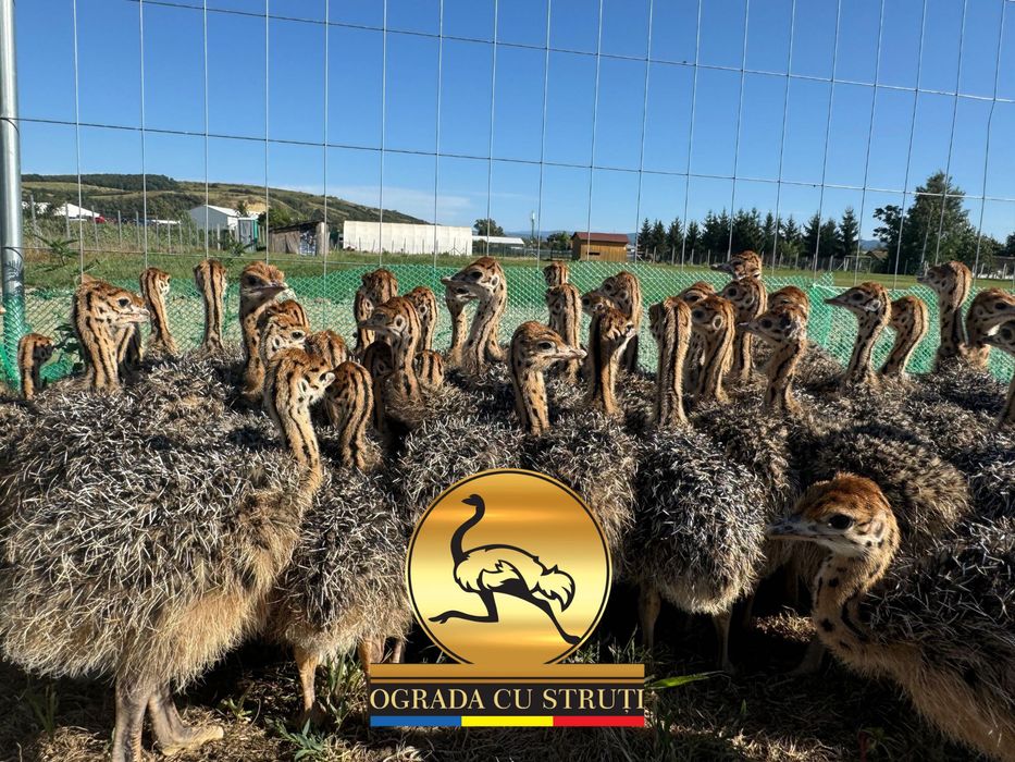 Pui de Strut - Cu Contract - Ograda cu Struti Sebes