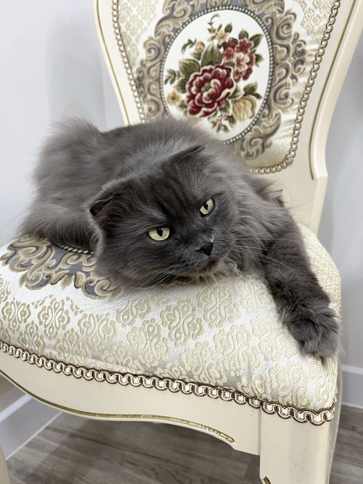 Ищем семью для очень милой кошечки