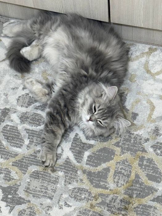 Heyland mushugi sotiladi