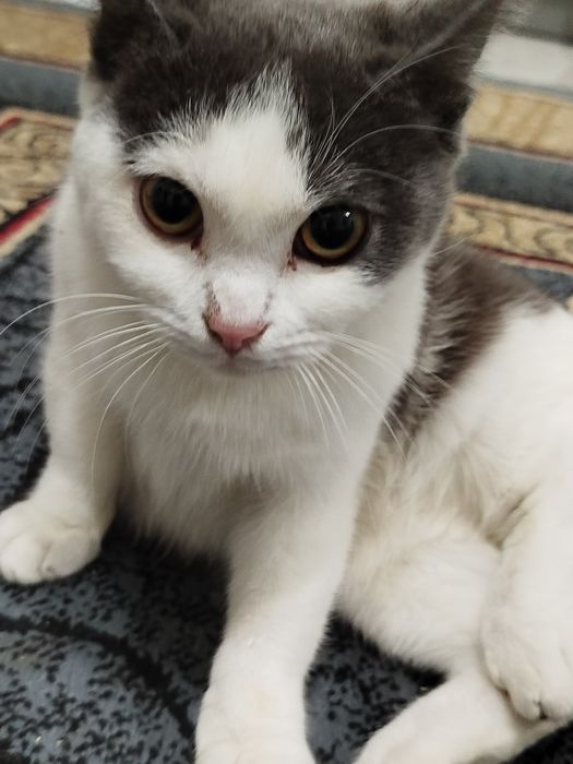 Котята в хорошие руки