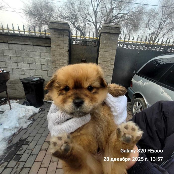 Щенки помесь шпица и спаниели