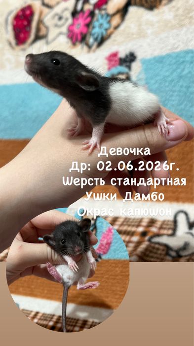 Крысята девочки (крысы,крыса,крысенок)