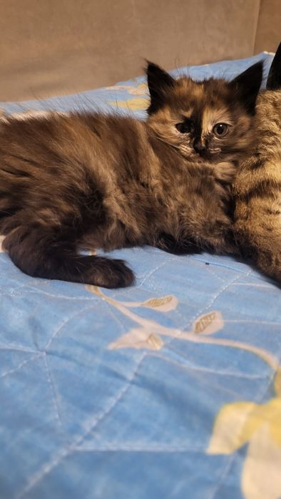 Отдам котёнка девочка
