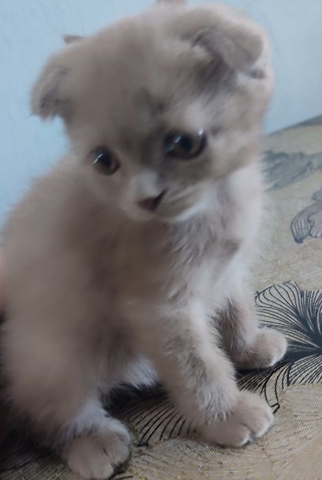 - **"Chiroyli Scottish mushukchalar sotiladi — Fold va Straight"**
 ..