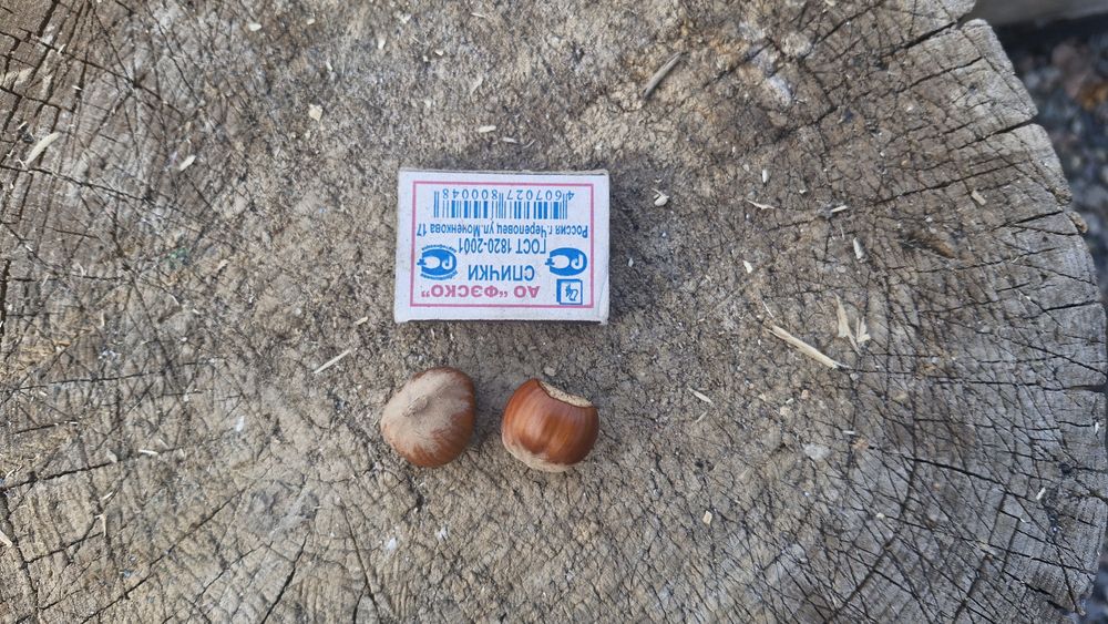 Фундук Трапезунд