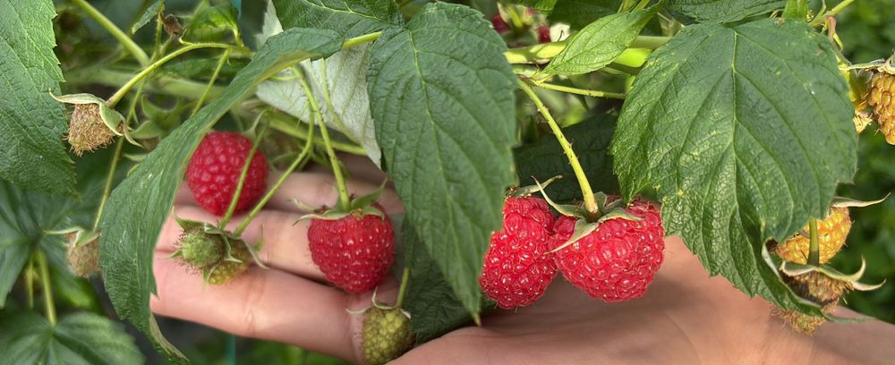 Sirop de Aronia, sirop din cătină și miere