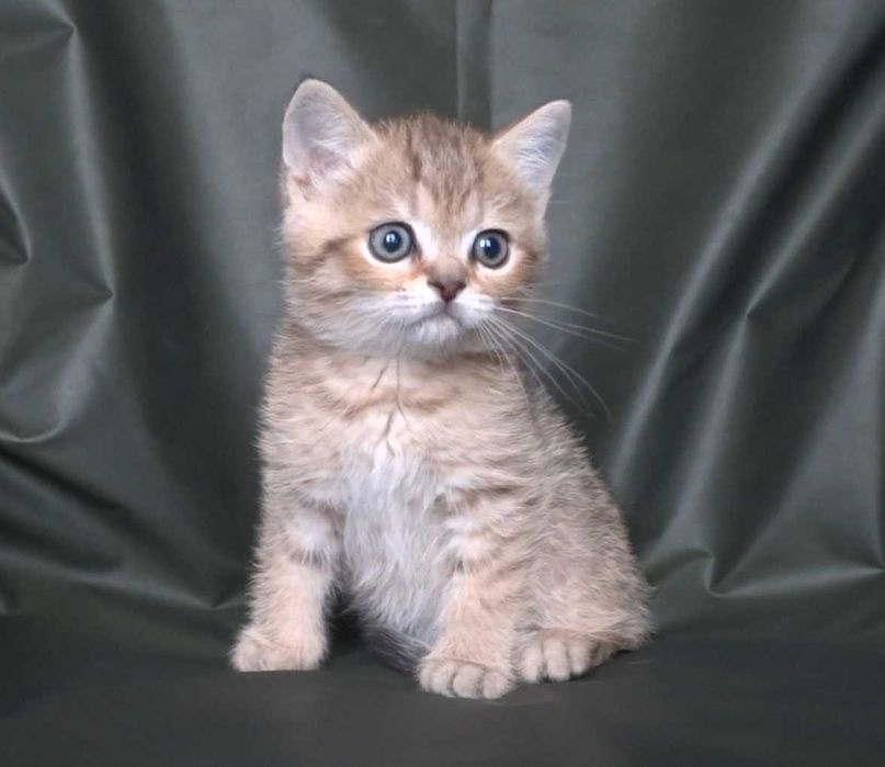 Шотландско и Британски късокосмести котенца