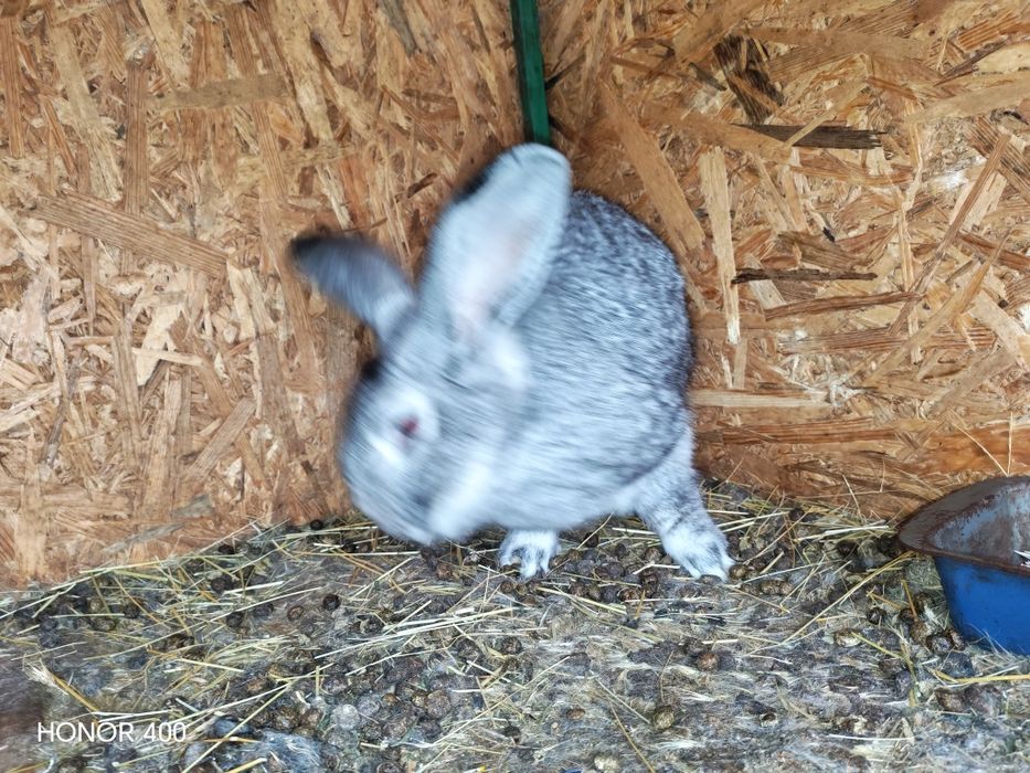 De vanzare ce se vede