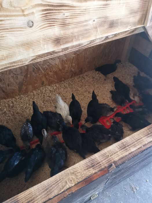 Oua de incubat si pui din  rasa de gaini  Australorp negru si  albastru