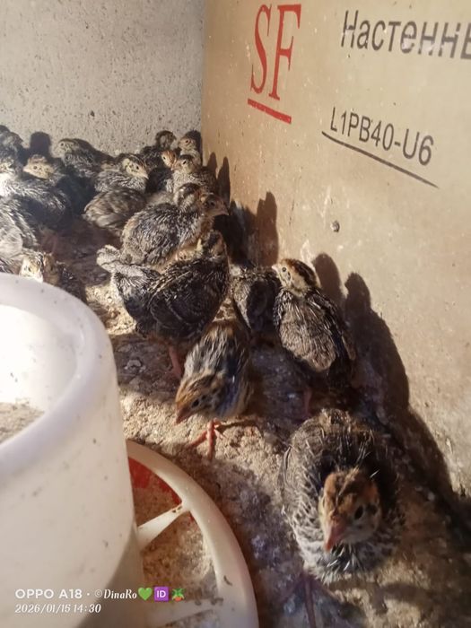 Продается перепелята