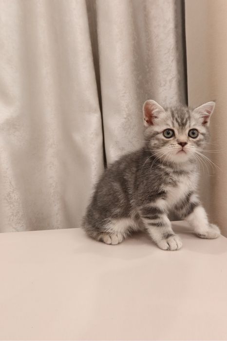 Продаётся шотландский котёнок
