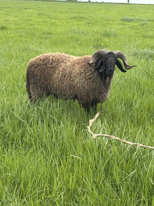 Vand berbec carabas tanar