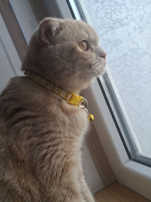 Скотш фолд котята и мама