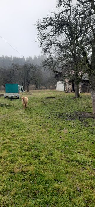 Vând tap frumos ,3 ani ,preferabil pt monta