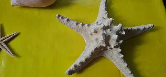 decoratiune acvariu terariu coral scoici decorative