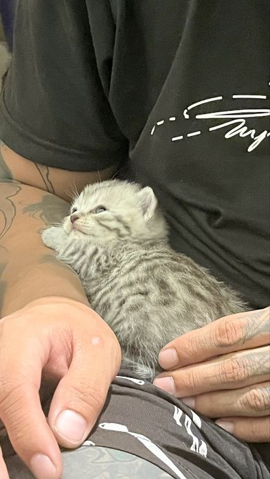 Котята британцы бронь