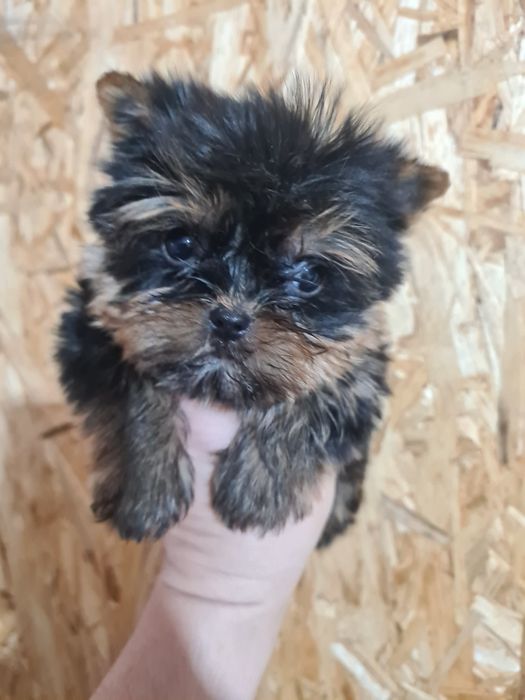 Продам щенков йоркширского терьера.