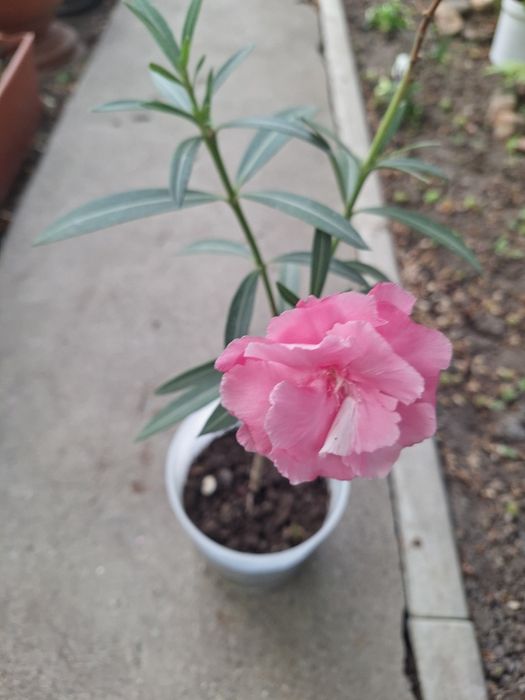 Цветы  олеандр продам.