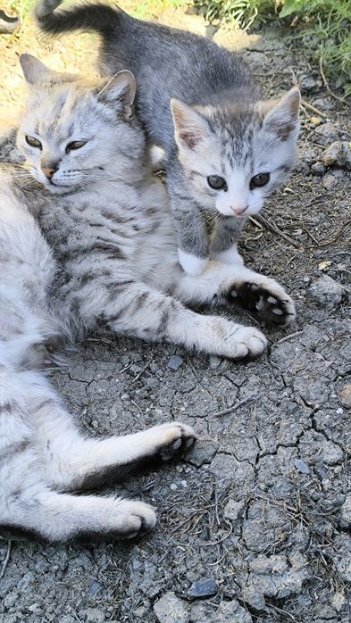 Котята в добрые руки