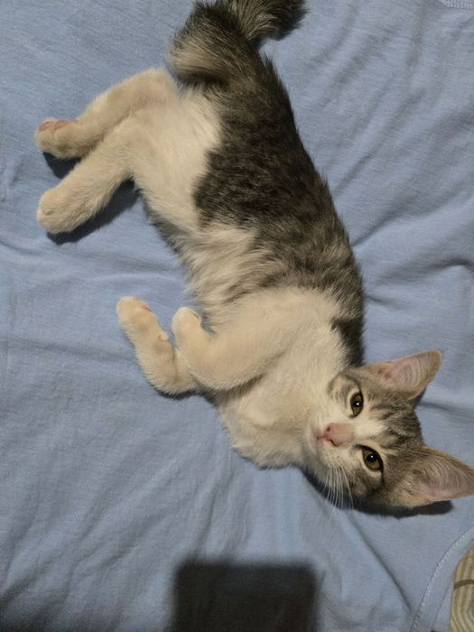 Отдадим котят в добрые руки