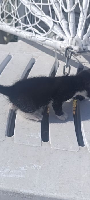 Котята бесплатно