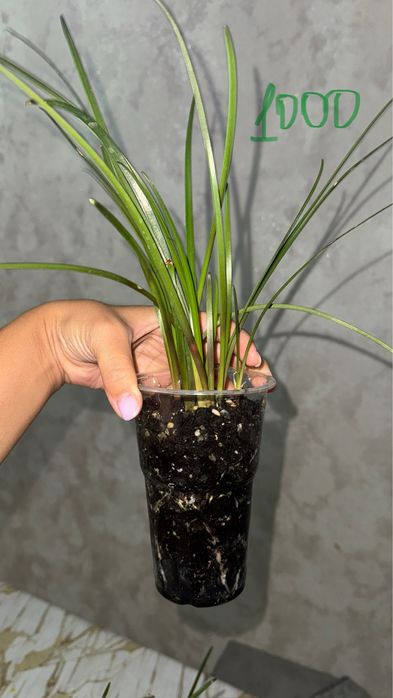 Растение Зефирантес