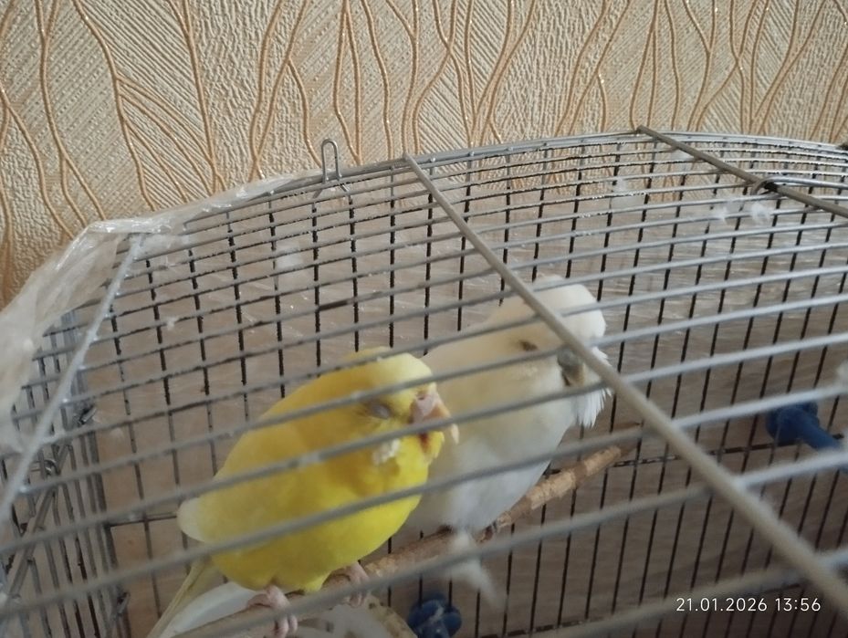 Волнистые попугаи сотилади.