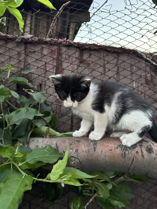 Дарю котят, 2 месяца