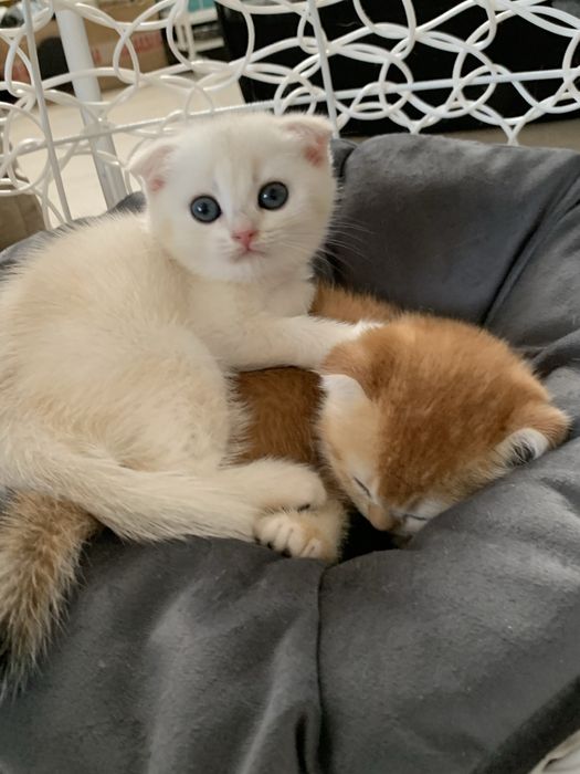 Золотые и серебрянные шиншиллы