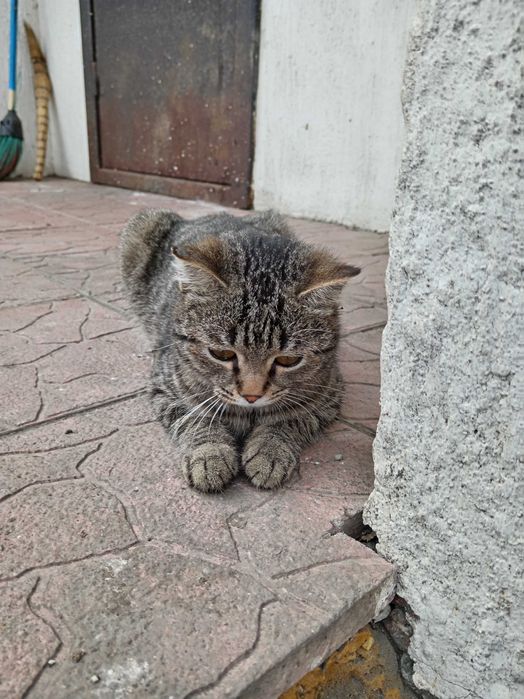 Кошка молодая ищет дом.