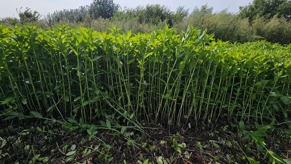 Vindem menta pentru ceai/restaurante sau cafenele verde sau uscata