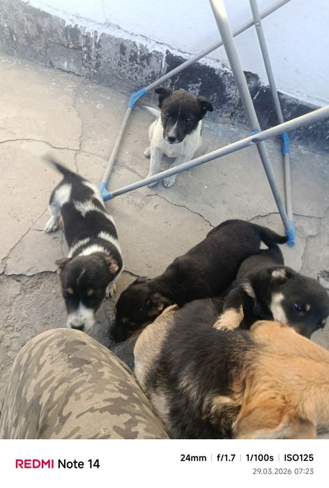 Отдам в хорошие руки