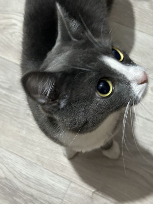 Отдам кота в хорошие руки