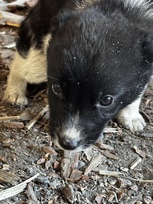 Отдам щенка, в хорошие руки