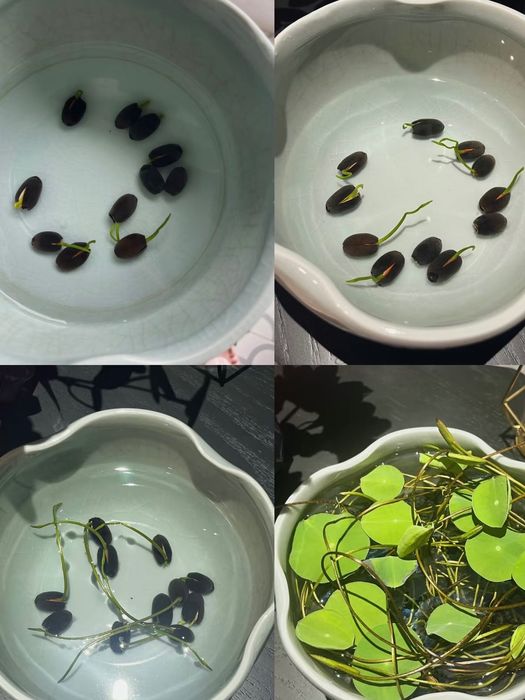 20×2de semințe de lotus miniaturale proaspăt cules