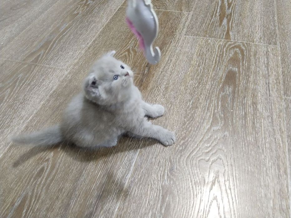 продаются котята