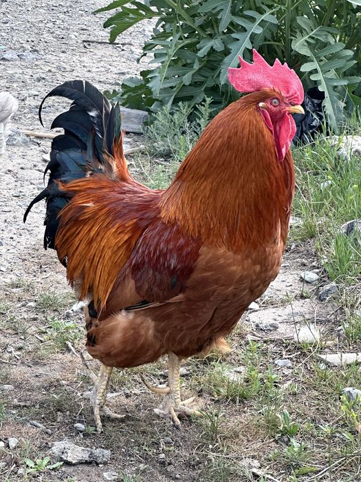 Продаю кур  о цене договоримся