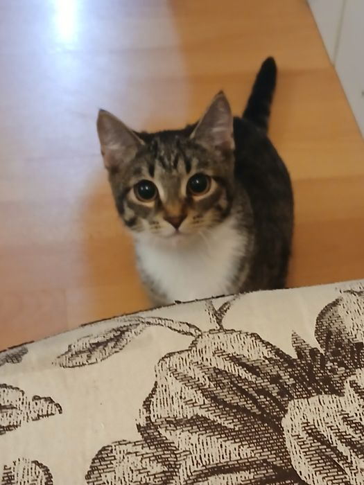 Котенок девочка отдам бесплатно