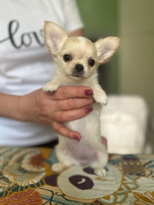 Девочки чихуа хуа