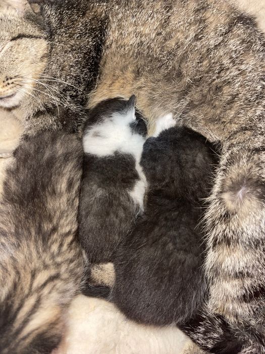 Отдадим котят в хорошие руки