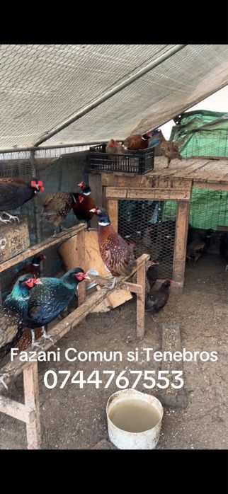 Vand Fazani Comuni si Tenebros