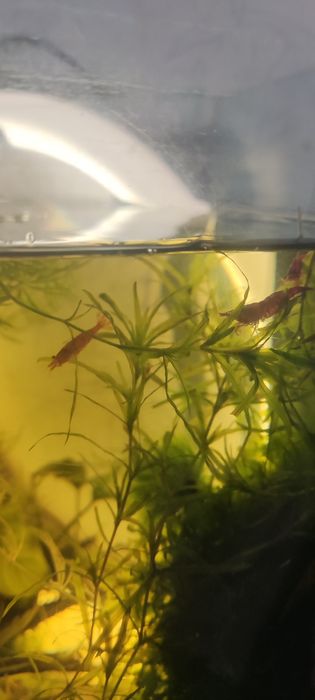 Креветки Рэд фаер