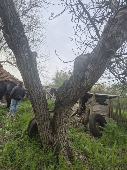 Дърво орех във двора