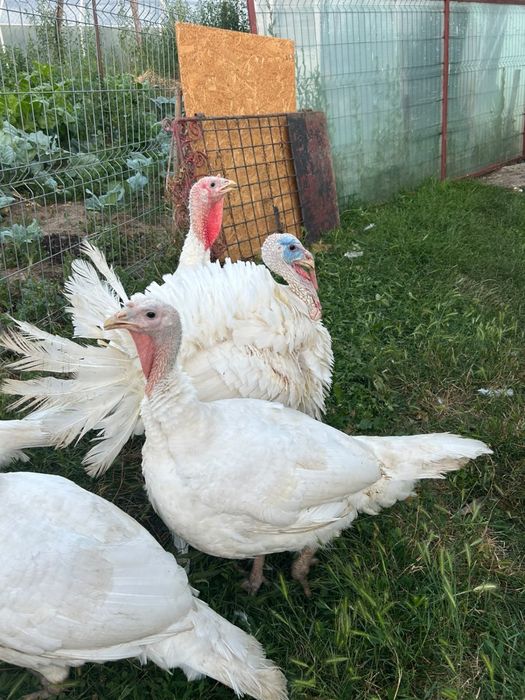 Vand curcani  de casa